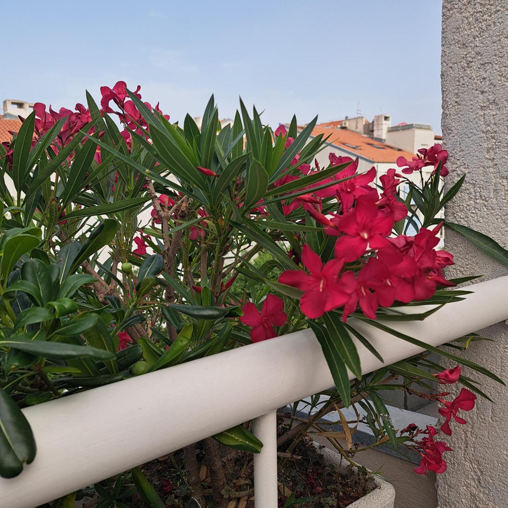 Apartman FOX Split Bagian luar foto